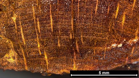 Durch die vergrößerte, tiefenscharfe Ansicht eines unebenen Holzrests aus einem frühmittelalterlichen Sax lässt sich die Holzart als Esche bestimmen. Digitalmikroskopie zur zerstörungsfreien Holzanalyse
