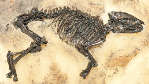 Foto des Fossils des Messeler Urpferds.