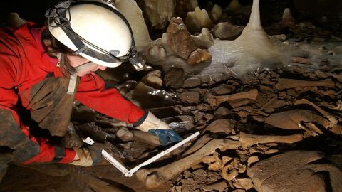 Foto von paläontologischen Nachforschungen an pleistozänen Langknochen. 