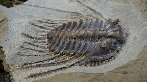 Die Trilobitengattung Kettneraspis aus den devonischen Ablagerungen Löhnbergs. Foto eines Fosils der Trilobitengattung Kettneraspis