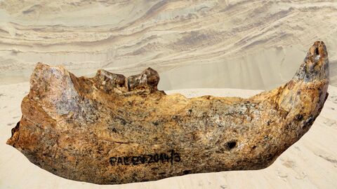 Rechten Unterkieferhälfte des Bären Ursus deningeri deningeri aus den ca. 600.000 Jahre alten Mosbach-Sanden des Steinbruchs "Ostfeld" (Wiesbaden). Foto einer Unterkieferhälfte des Bären Ursus deningeri deningeri.