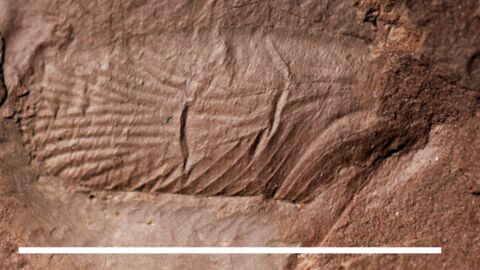 Abdruck eines Schabenflügels der Gattung Phyloblatta.