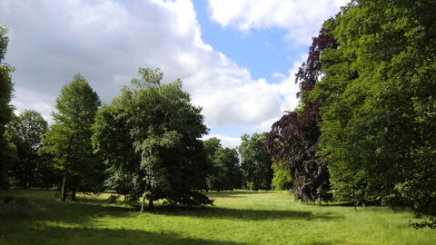 Foto Wiesenzug mit Altbäumen im Kurpark Bad Nauheim.