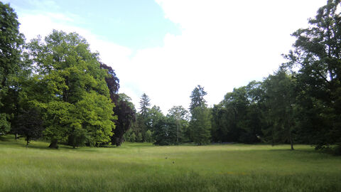Ein Wiesenzug mit Altbäumen im Kurpark Bad Nauheim. Foto Wiesenzug mit Altbäumen im Kurpark Bad Nauheim.