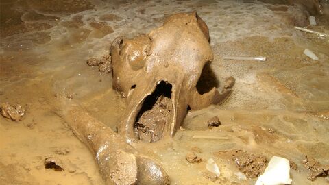 Foto eines 30.000 Jahre alter Schädels und Langknochens des Höhlenbären (Ursus spelaeus).