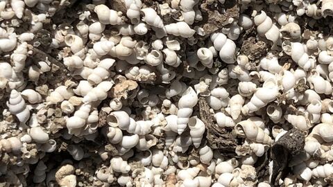 Foto von Fossilanreicherungen im Mainzer-Tertiärbecken