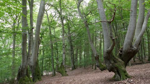 Gebückbäume am Taunuskamm. Foto Bäume der ehemaligen Landwehr Gebück in den Wäldern des Taunus.