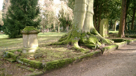 Ein Altbaum auf einer historischen Grabanlage auf dem Alten Friedhof in Gießen. Foto Altbaum auf einer historischen Grabanlage auf dem Alten Friedhof in Gießen
