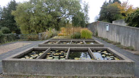 Das Seerosenbecken aus Beton im Neuen Botanischen Garten in Marburg. Foto Seerosenbecken aus Beton im Neuen Botanischen Garten in Marburg.