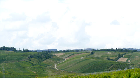 Alte Kulturlandschaft Rheingau. Foto Blick über Weinberge im Rheingau.