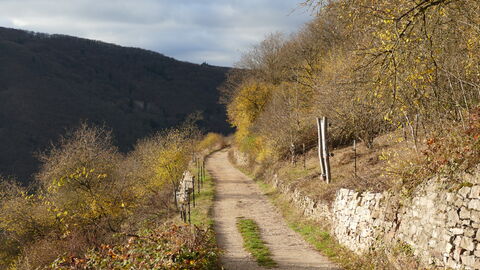 Brachgefallene Weinberge bei Assmannshausen. Foto Weg durch brachgefallene Weinbergterrassen bei Assmannshausen.