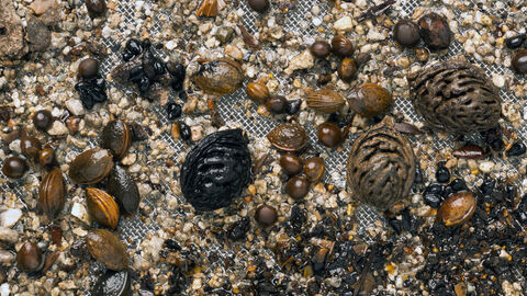 Foto Archäobotanische Pflanzenfunde beim Nasssieben