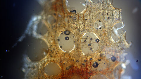 Foto. Dünschliff zur Holzanalyse.