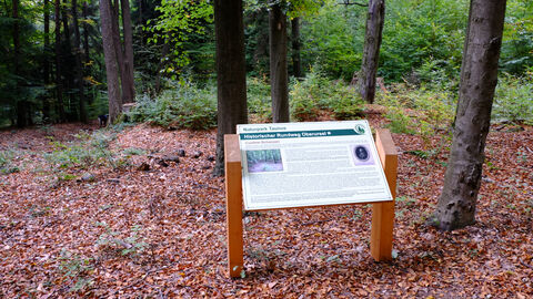 Das Bild zeigt eine Informationstafel vor einer neuzeitlichen Schanze bei Oberursel.