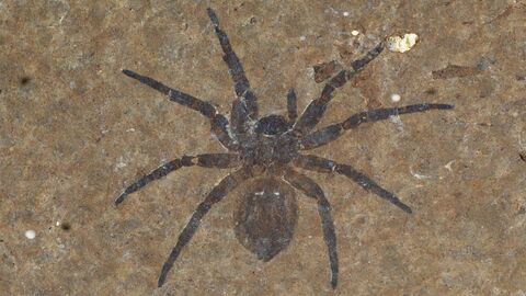 Foto des Fosils der Lutetiana neli.