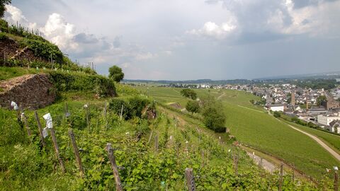 Foto eines Weinberges