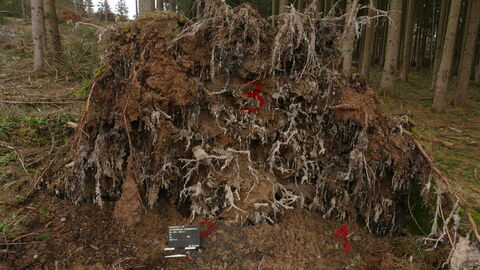 Durch die Veränderungen am Waldbestand drohen immer mehr wichtige Bodendenkmäler verloren zu gehen - hier zerstörte Gräber in Wurzeltellern.  