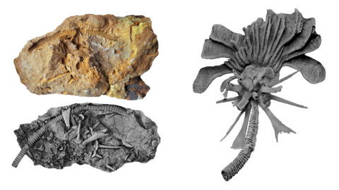 Abgüsse verschiedener Crinoiden.