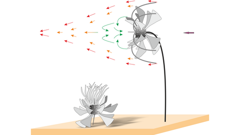 Schematische Lebensrekonstruktion von Monstrocrinus (rechts) und die bisherige Fehlinterpretation der Gattung als stielloser Crinoide (links) Schematische Lebensrekonstruktion von Monstrocrinus (rechts) und die bisherige Fehlinterpretation der Gattung als stielloser Crinoide (links)