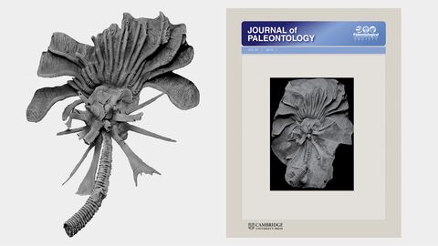 Der spektakuläre Neufund des bislang vollständigsten Monstrocrinus granosus-Exemplars schaffte es auf die Titelseite der Publikation im Fachjournal Journal of Paleontology (Cambridge University Press) Der spektakuläre Neufund des bislang vollständigsten Monstrocrinus granosus-Exemplars schaffte es auf die Titelseite der Publikation im Fachjournal Journal of Paleontology (Cambridge University Press)