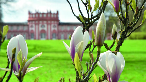 Magnolien vor Schloss Biebrich