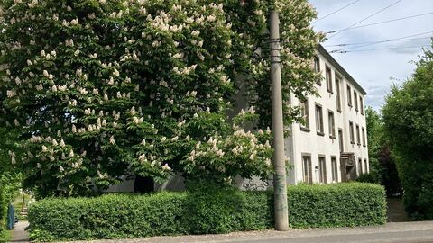 Großer Baum vor weiß verputztem Haus