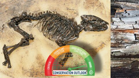 Grafik Urpferd und Ölschiefer der Grube Messel