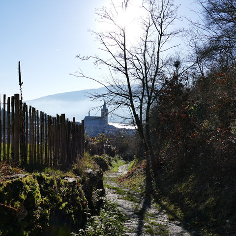 Foto Der Weiseler Weg oberhalb von Lorch am Rhein.