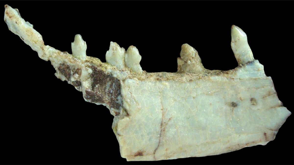 Der weltweit erste ZahnwechselNachweis des Synapsiden Procynosuchus